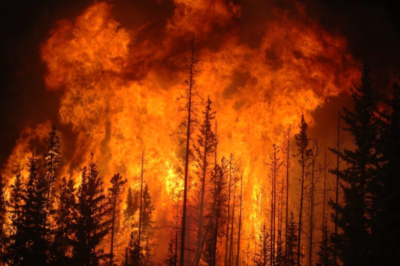 Conservation Easements -Is IRS Burning The Forest To Save It?